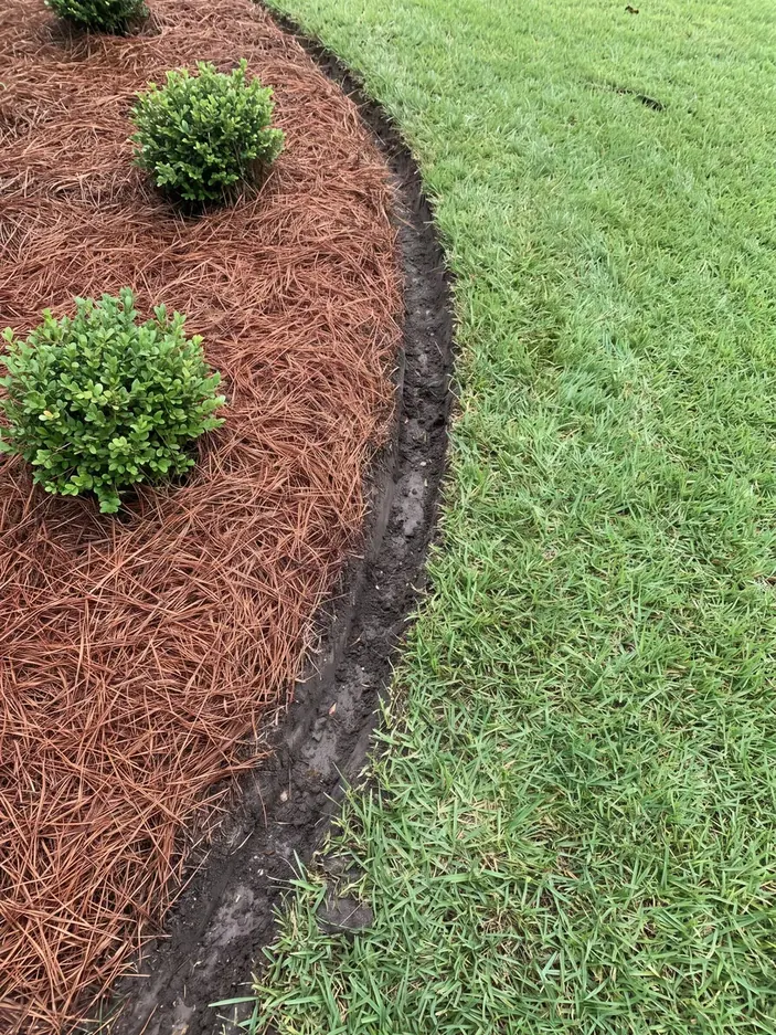 A spade-cut bed edge dressed in pine straw, young boxwoods set in it