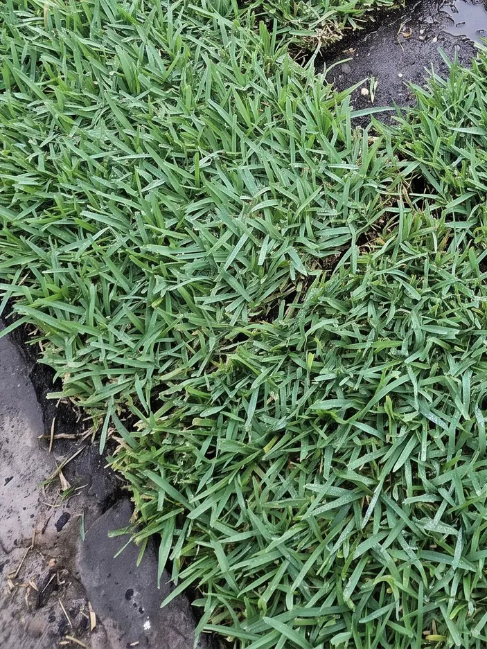 New sod laid with tight, staggered seams